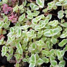 Attēlu rezultāti vaicājumam “Sedum pallidum”