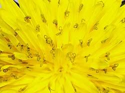 Attēlu rezultāti vaicājumam “Taraxacum suecicum”