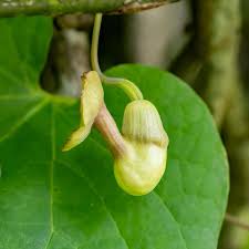 Attēlu rezultāti vaicājumam “Aristolochiaceae”