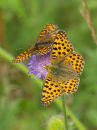 Attēlu rezultāti vaicājumam “Mellicta athalia underside”
