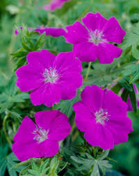 Attēlu rezultāti vaicājumam “Geranium sanguineum”