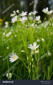 Attēlu rezultāti vaicājumam “Stellaria palustris flower”