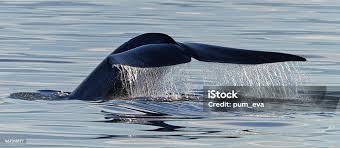 Image result for Balaenoptera physalus