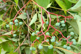 Attēlu rezultāti vaicājumam “Parthenocissus quinquefolia fruit”