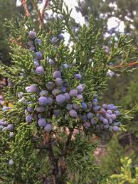 Attēlu rezultāti vaicājumam “Juniperus communis fruit”
