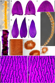 Attēlu rezultāti vaicājumam “Sphagnum balticum”