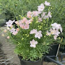 Image result for Delphinium