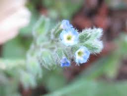 Attēlu rezultāti vaicājumam “Myosotis ramosissima flower”