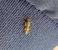 Attēlu rezultāti vaicājumam “Dryophilocoris flavoquadrimaculatus”