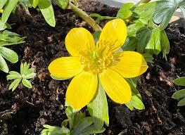 Attēlu rezultāti vaicājumam “Eranthis hyemalis flower”