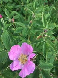 Attēlu rezultāti vaicājumam “Rosa majalis”