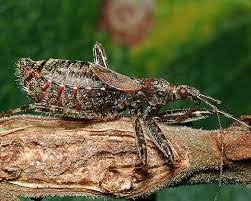 Attēlu rezultāti vaicājumam “Himacerus apterus”