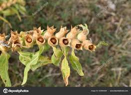 Attēlu rezultāti vaicājumam “Hyoscyamus niger fruit”