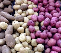 Attēlu rezultāti vaicājumam “Solanum tuberosum”