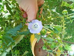 Attēlu rezultāti vaicājumam “Nicandra physalodes fruit”
