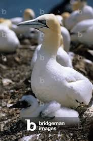 Image result for Morus bassanus