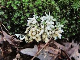 Attēlu rezultāti vaicājumam “Sebacina incrustans”