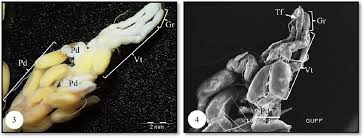 Attēlu rezultāti vaicājumam “Nepa cinerea imago”