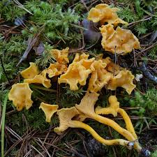 Attēlu rezultāti vaicājumam “Antrodia sinuosa”