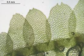 Attēlu rezultāti vaicājumam “Calypogeia fissa”