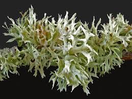 Attēlu rezultāti vaicājumam “Ramalina calicaris”