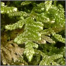 Attēlu rezultāti vaicājumam “Hypnum jutlandicum”