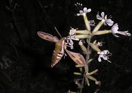 Attēlu rezultāti vaicājumam “Hyles gallii imago”