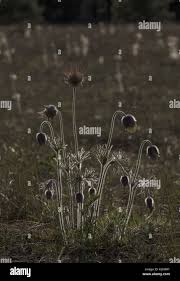Attēlu rezultāti vaicājumam “Pulsatilla pratensis fruit”