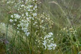 Attēlu rezultāti vaicājumam “Arenaria procera”
