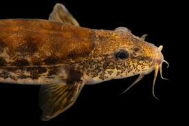 Attēlu rezultāti vaicājumam “Barbatula barbatula”