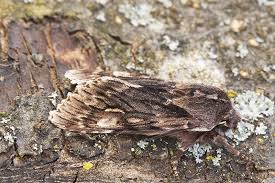 Attēlu rezultāti vaicājumam “Brachionycha nubeculosa”