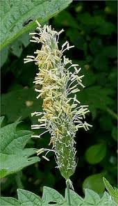 Attēlu rezultāti vaicājumam “Alopecurus pratensis fruit”