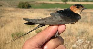 Attēlu rezultāti vaicājumam “Delichon urbicum adult”