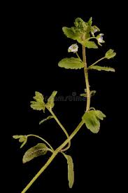 Attēlu rezultāti vaicājumam “Veronica agrestis leaf”