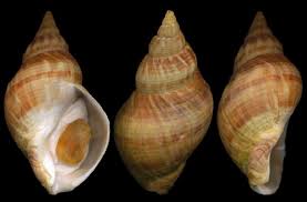 Image result for Buccinum undatum