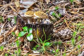 Attēlu rezultāti vaicājumam “Asterophora lycoperdoides”