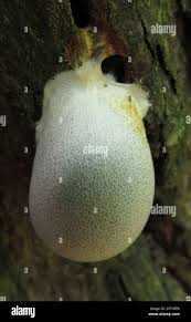 Attēlu rezultāti vaicājumam “Lycogala flavofuscum sessile”