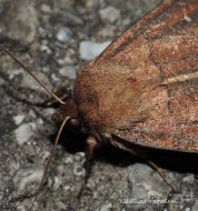 Attēlu rezultāti vaicājumam “Mythimna turca”