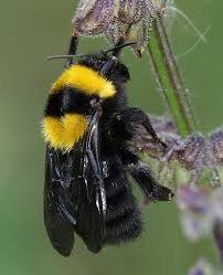 Attēlu rezultāti vaicājumam “Bombus”