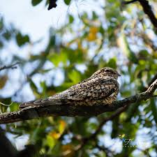 Image result for Chordeiles minor