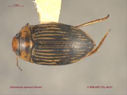 Attēlu rezultāti vaicājumam “Dytiscidae”