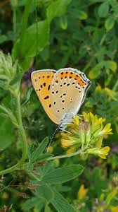 Attēlu rezultāti vaicājumam “Lycaena alciphron”