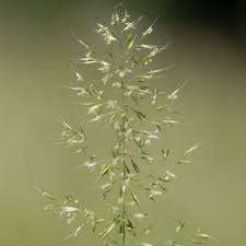 Attēlu rezultāti vaicājumam “Trisetum flavescens flower”