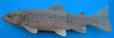 Image result for Salmo ezenami