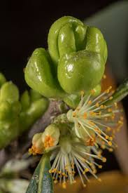 Attēlu rezultāti vaicājumam “Exobasidiales”