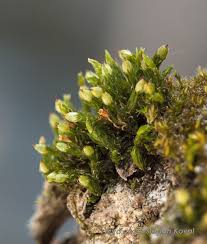 Attēlu rezultāti vaicājumam “Orthotrichum patens”