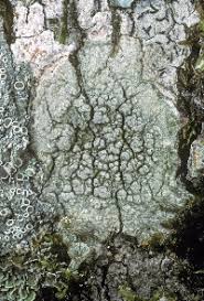 Attēlu rezultāti vaicājumam “Pertusaria leioplaca”