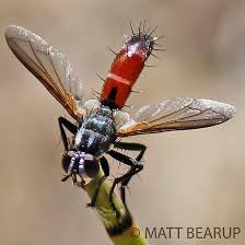 Attēlu rezultāti vaicājumam “Cylindromyia sp.”