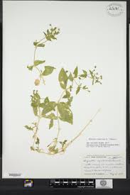 Attēlu rezultāti vaicājumam “Myosoton aquaticum”