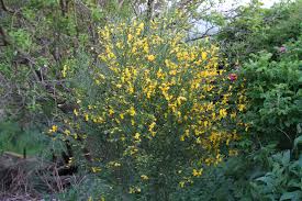 Image result for Cytisus scoparius